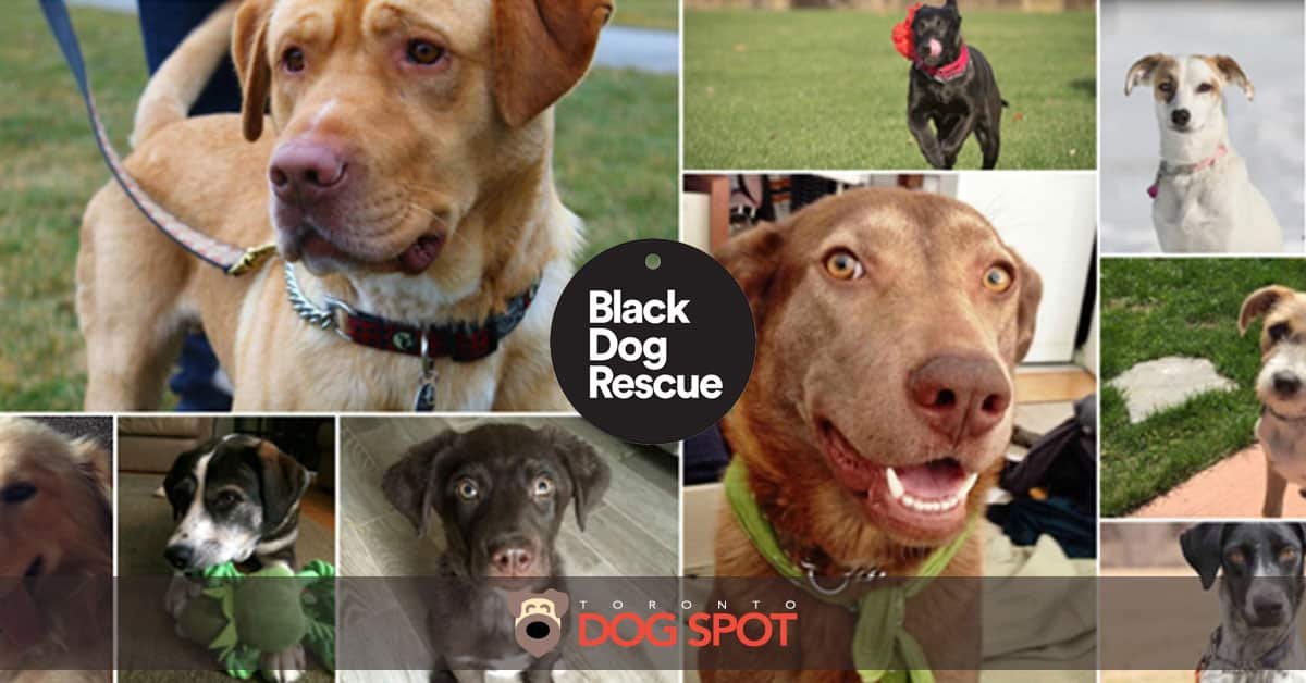 Blog_Black_Dog_Rescue