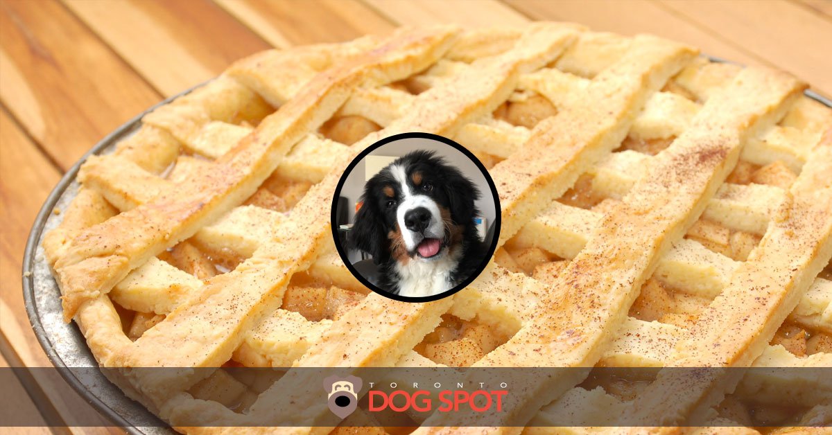 Blog_Can_Dogs_Eat_Apple_Pie