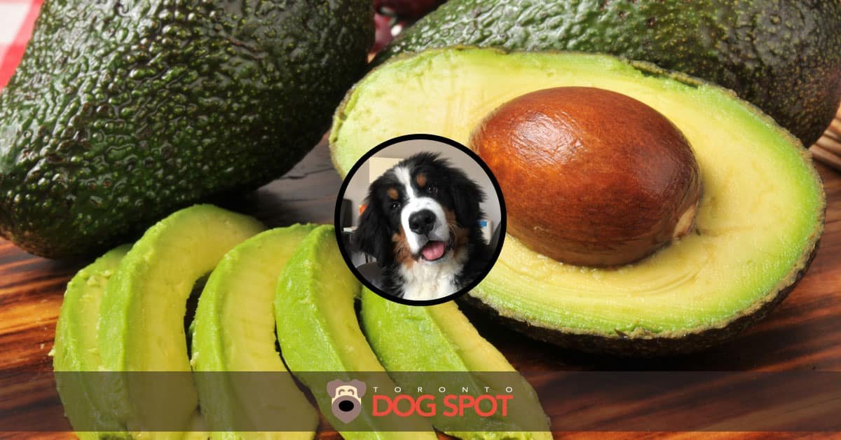 Blog_Can_Dogs_Eat_Avocado