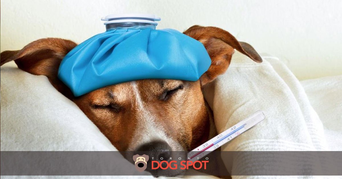 Blog_What_You_Should_Know_About_the_Canine_Flu_Reports